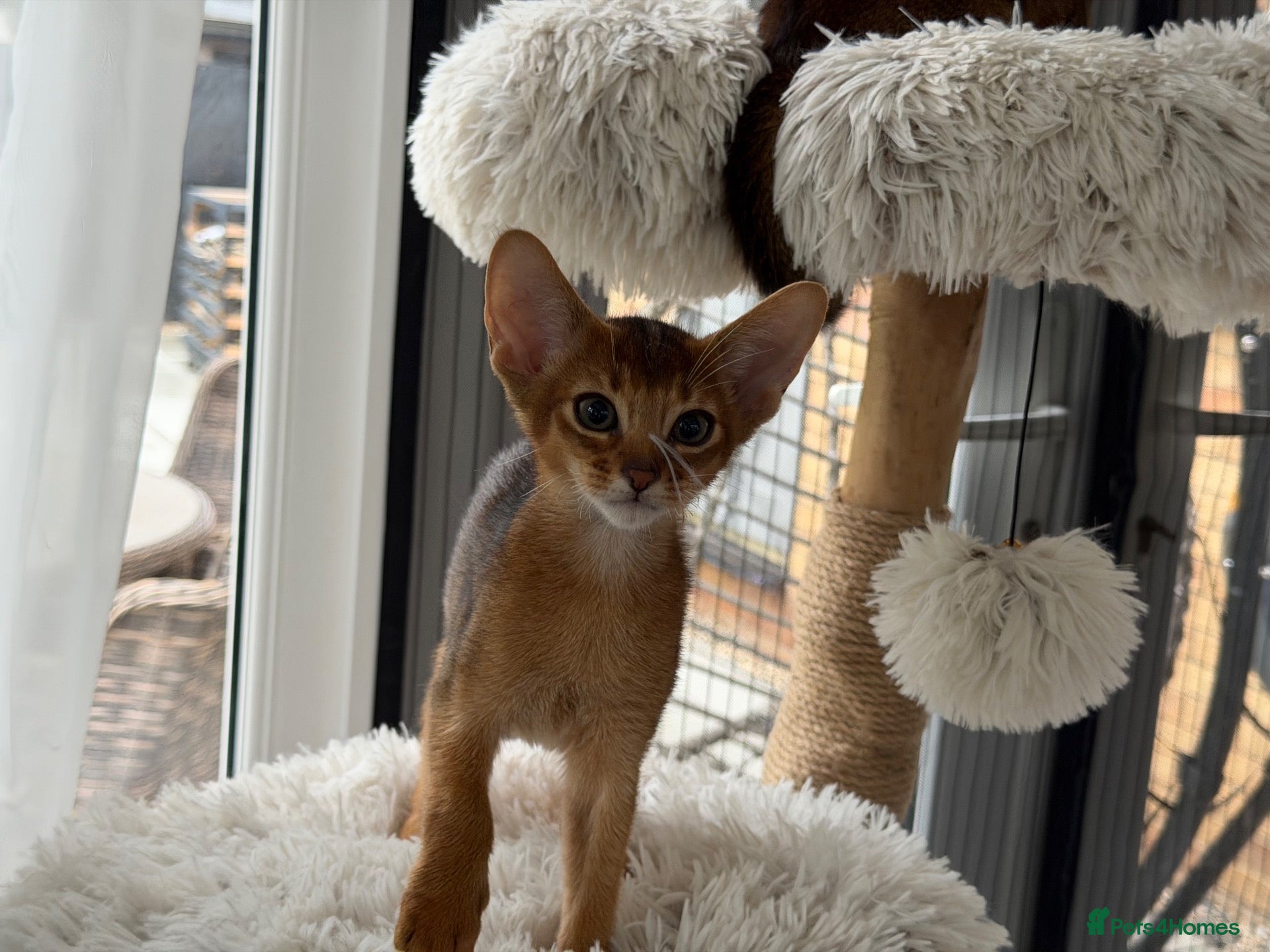 Abyssinian cats Abyssinian kittens  - Advert 2