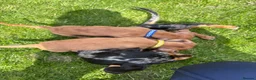 Miniature Dachshund dogs for sale: 3 gorgeous miniature Dachshunds. 🐶 READY TO GO!  - Advert 4