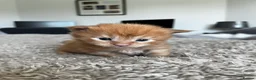 Maine Coon cats for sale: Majestic Fire Maine Coon Kittens - Advert 9