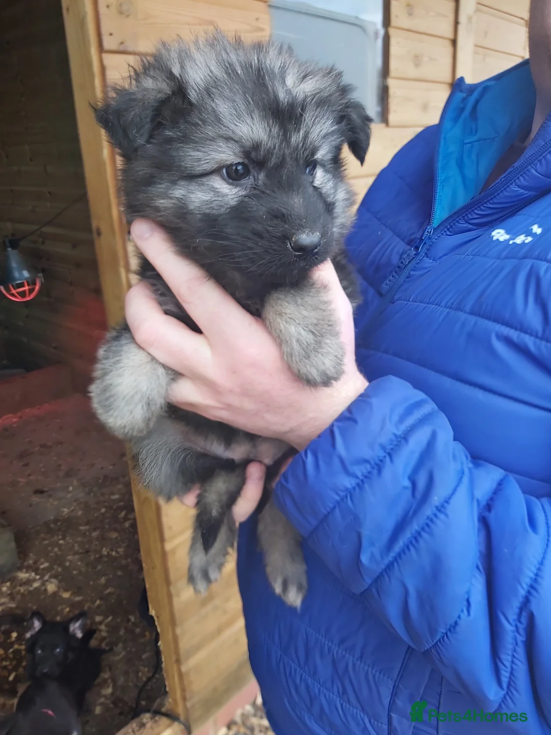German Shepherd dogs for sale: 6 German shepherd pups - Advert 4