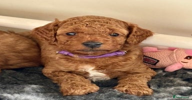 Cockapoo dogs - Advert 11