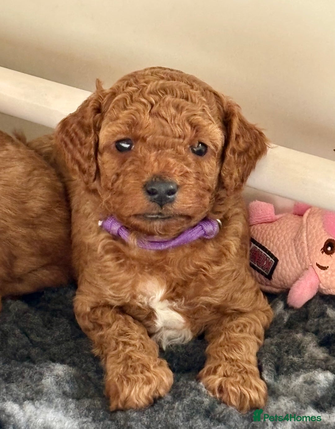 Cockapoo dogs for sale: Stunning Fox Red F1B Cockapoos only 1 girls left - Image 2