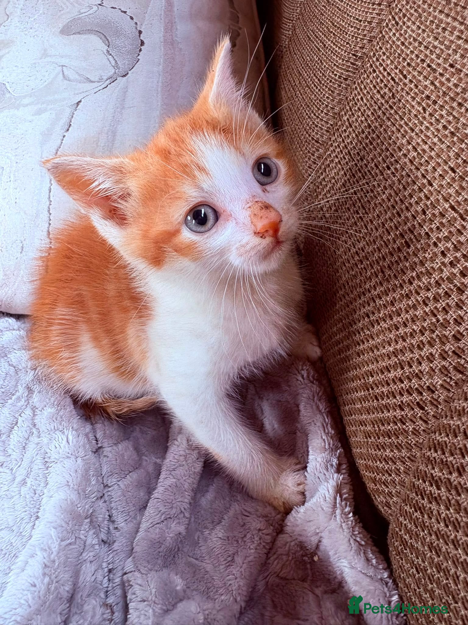 Mixed Breed cats for sale: Beautiful kittens in Dewsbury - Advert 8