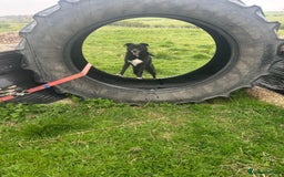 Mixed Breed dogs for adoption: Nina, 3 years, foster or adoption - Image 3