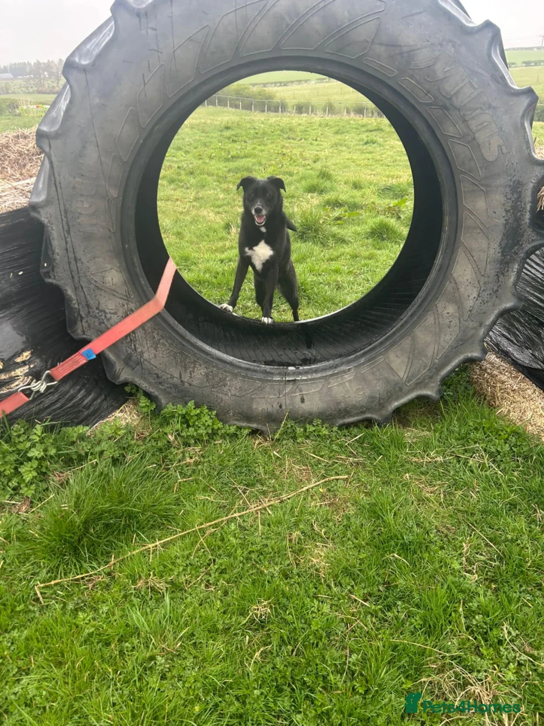 Mixed Breed dogs for adoption: Nina, 3 years, foster or adoption - Advert 3