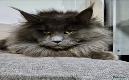 Maine Coon cats for sale: 1 Cream Boy Available. Ready Now.  - Image 19