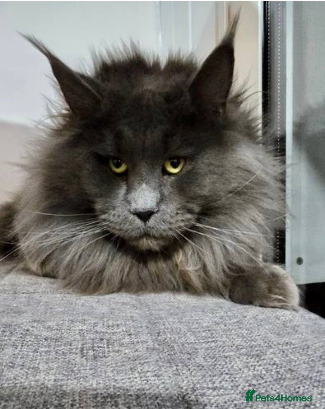 Maine Coon cats for sale: 1 Cream Boy Available. Ready Now.  - Image 19