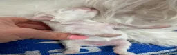 Maltese dogs for sale: ✨Outstanding kc registered Korean Maltese puppies✨ - Advert 10