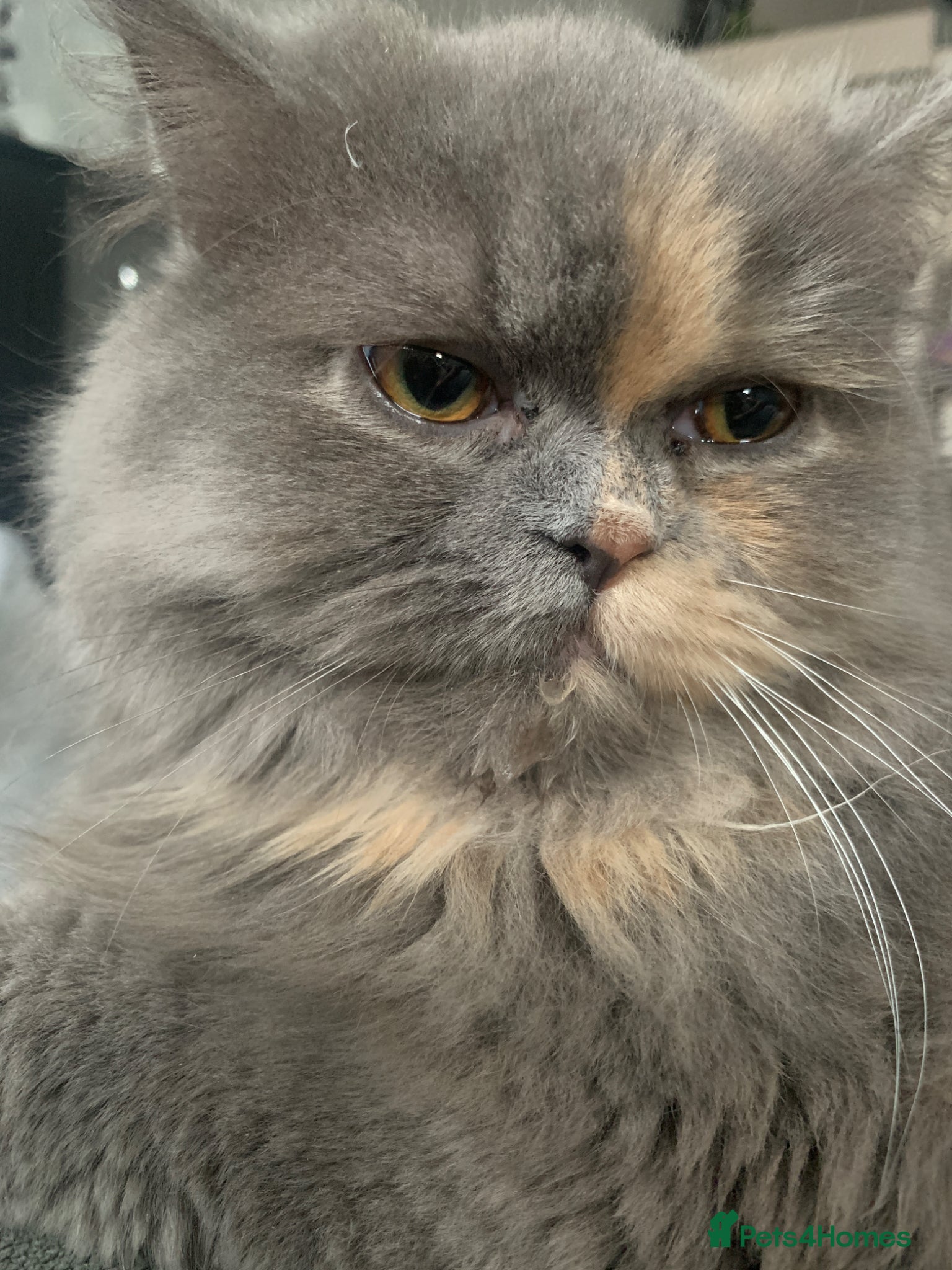 Persian cats Adult female persian - Advert 5