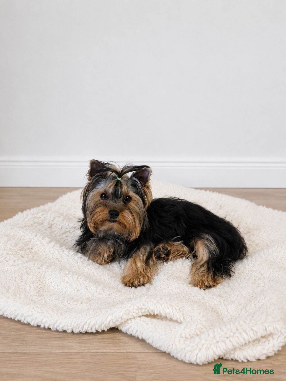 Yorkshire Terrier dogs Purebreed Yorkshire Terrier - Advert 17