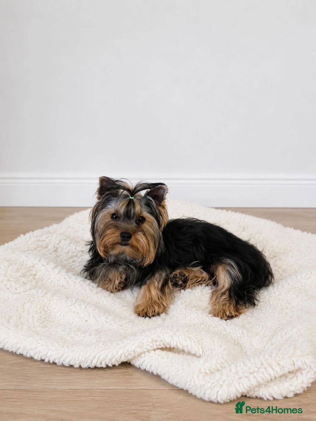 Yorkshire Terrier dogs for sale: Purebreed Yorkshire Terrier - Advert 1