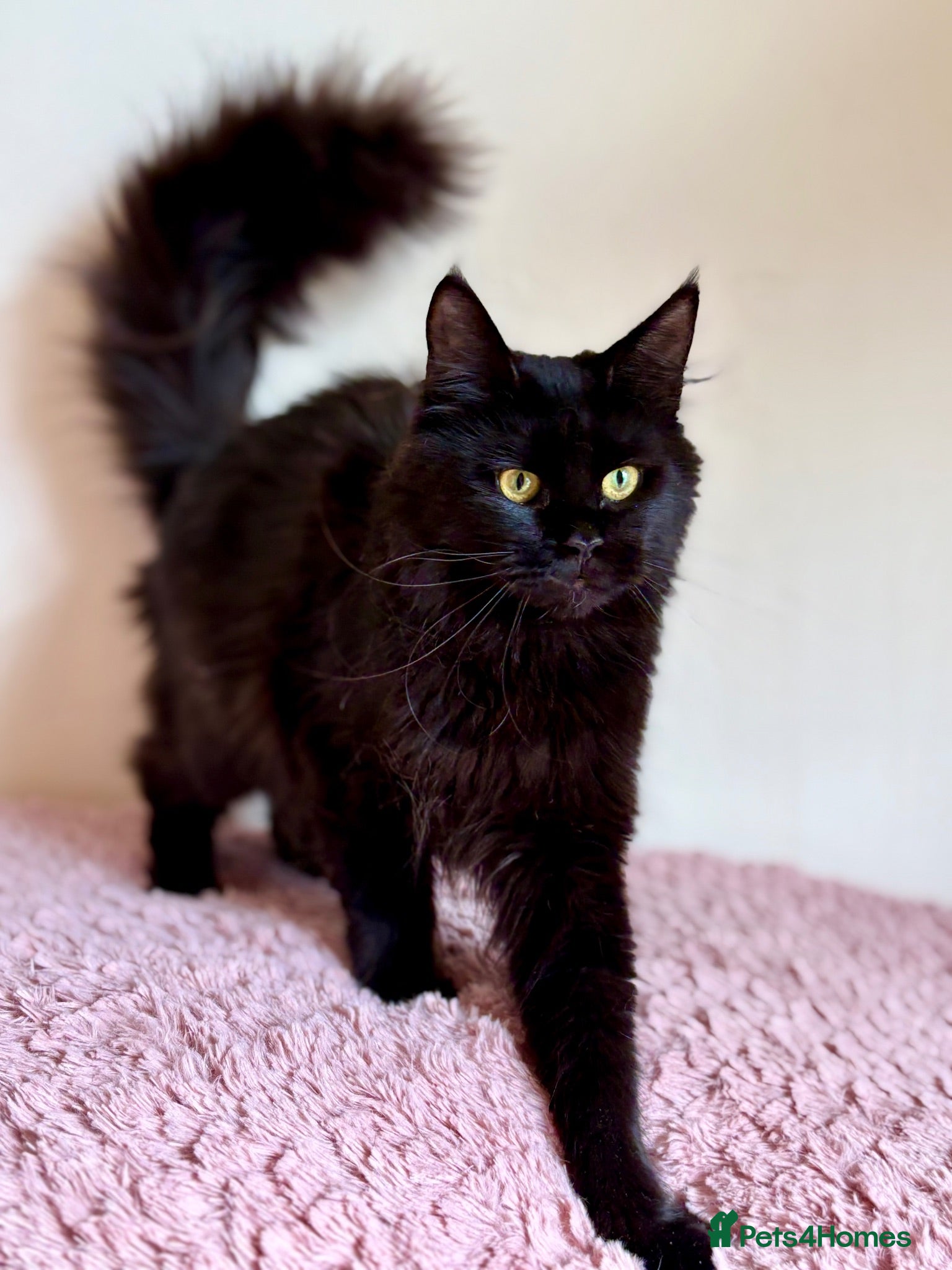Maine Coon cats Beautiful Maine Coon females - Advert 2