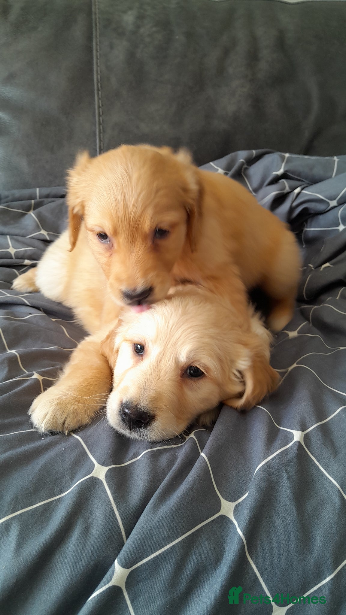 Golden Retriever dogs Golden Retriever Pups - Advert 9