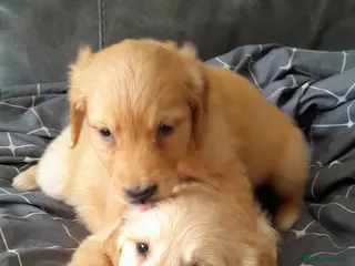 Golden Retriever dogs Golden Retriever Pups - Advert 9