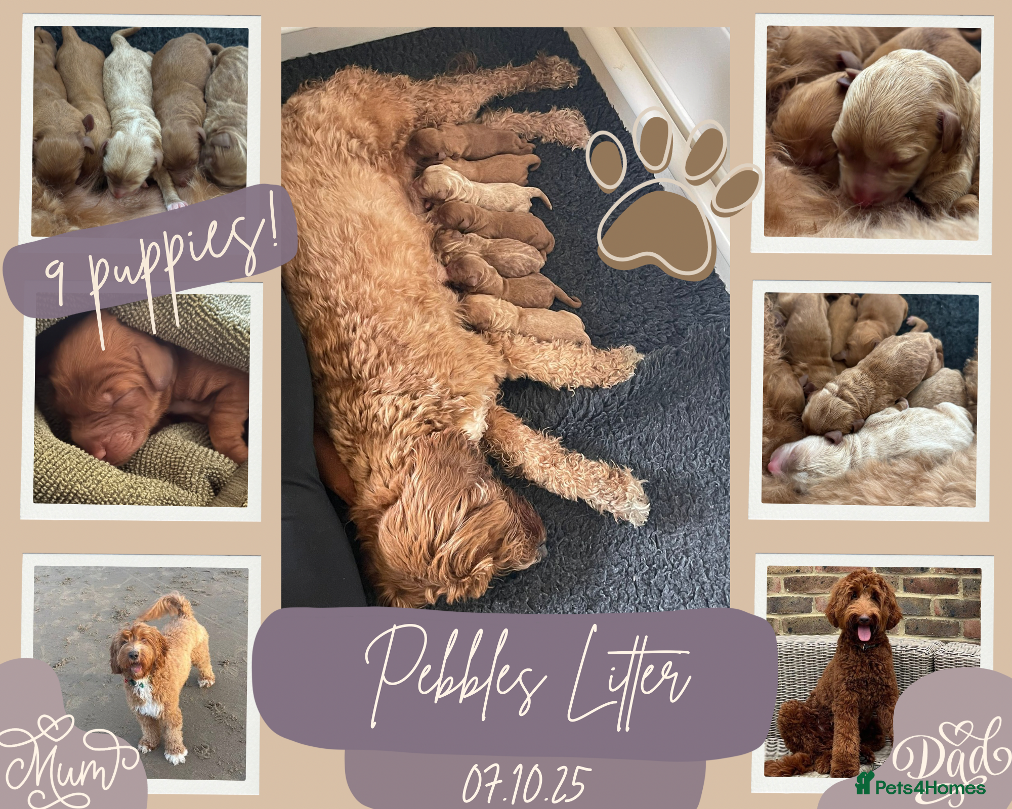 Australian Labradoodle dogs 100% Pure bred Australian Labradoodle - Advert 3