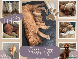 Australian Labradoodle dogs - Advert 6