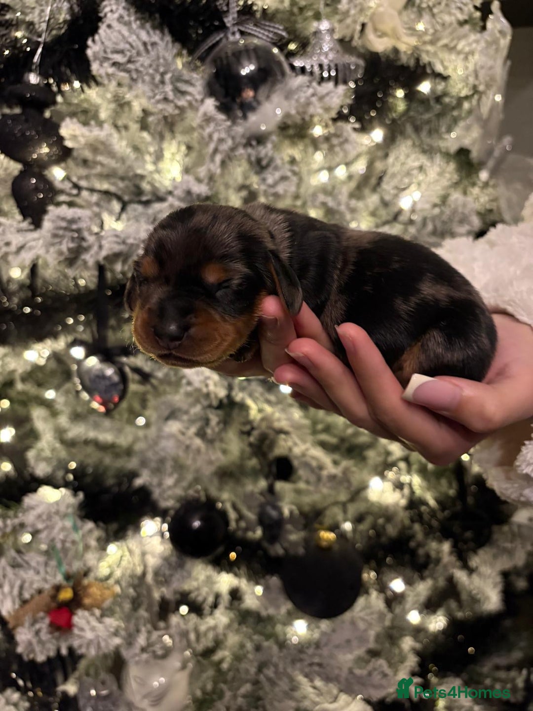 Miniature Dachshund dogs for sale: Miniature dapple daschund puppies for sale - Advert 15