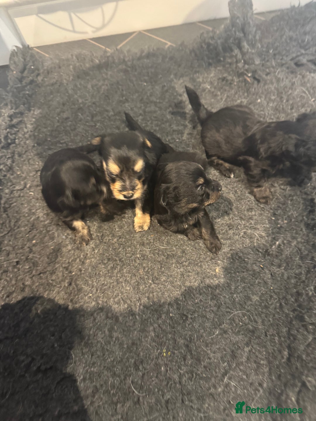 Jackapoo dogs for sale: Stunning Jackapoo pups  - Image 8