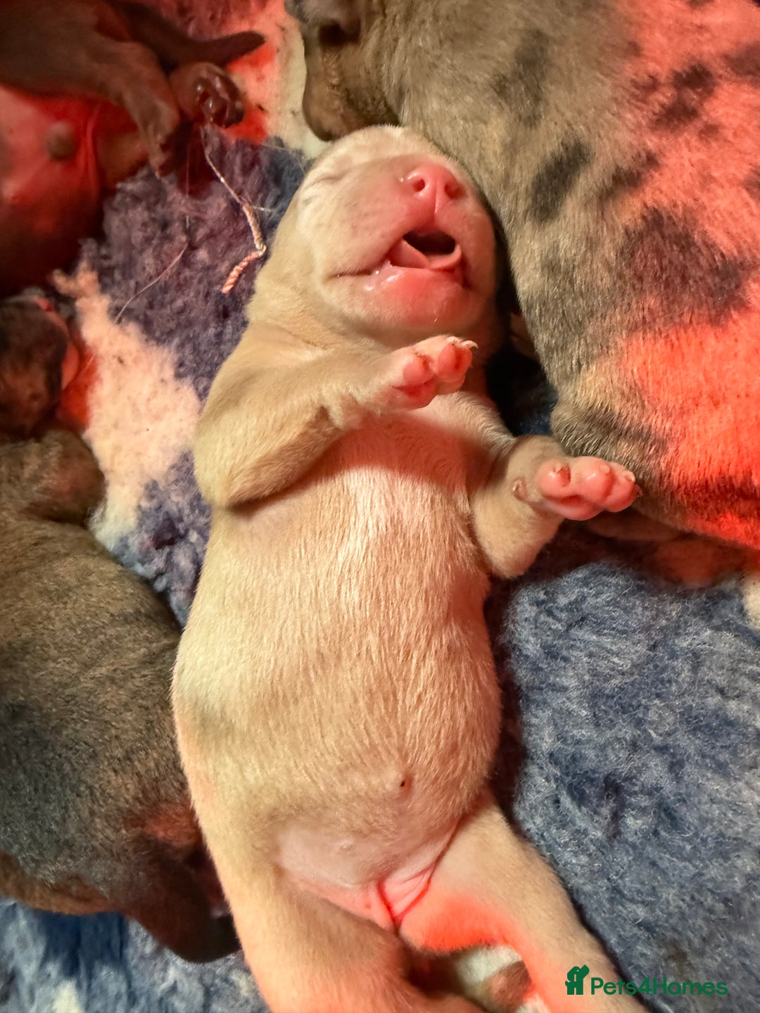 Mixed Breed dogs for sale: Mastibull puppies for sale  - Image 11