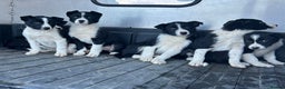 Border Collie dogs for sale: Beautiful Border Collies - Advert 11