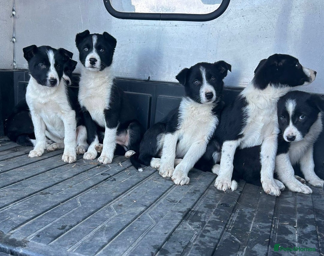 Border Collie dogs for sale: Beautiful Border Collies - Advert 11