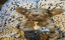 Mixed Breed dogs for sale: Mini Cockapoos - Image 1