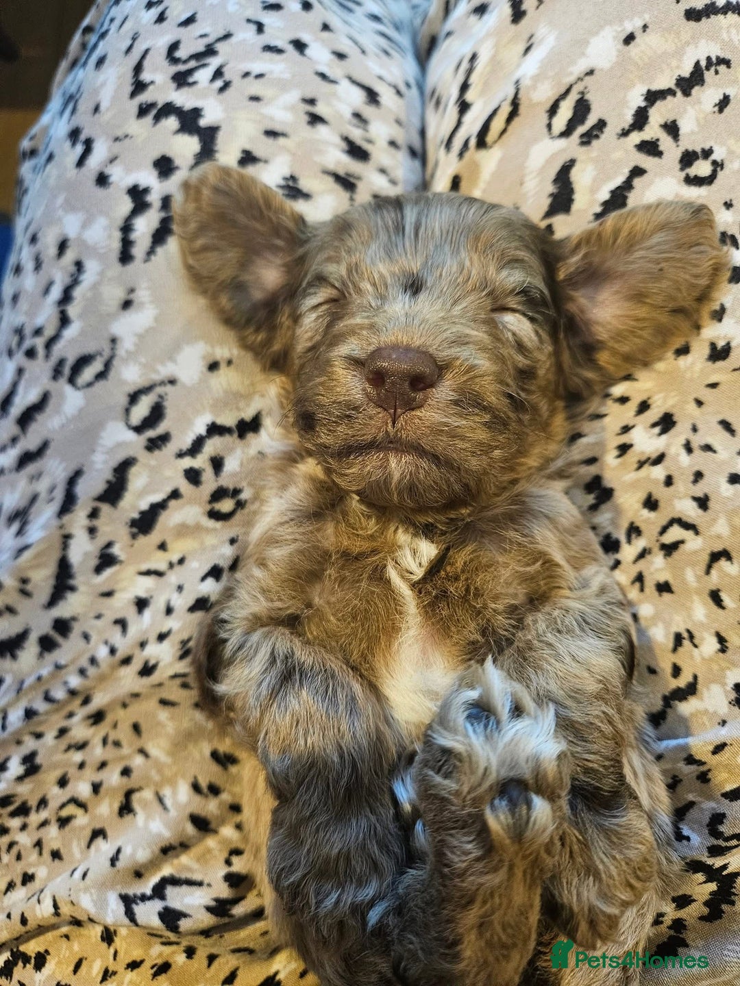 Mixed Breed dogs for sale: Mini Cockapoos - Image 1