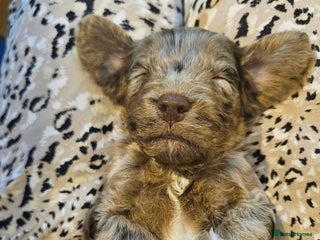 Mixed Breed dogs - Advert 2