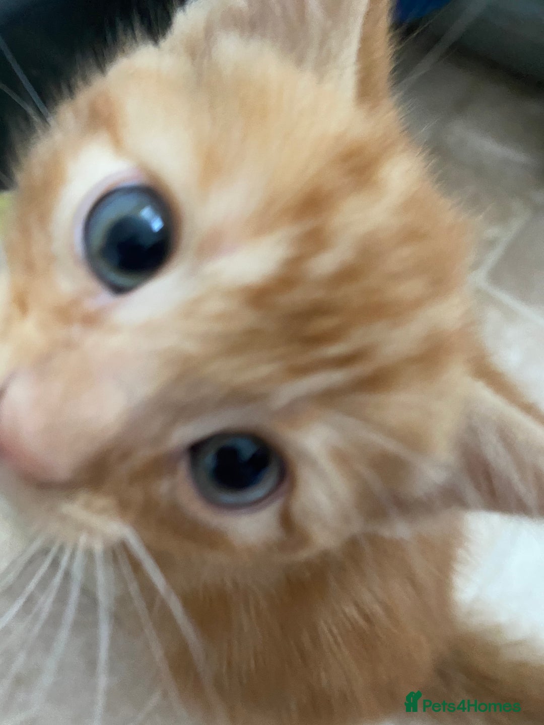Mixed Breed cats for sale: 4 ginger & 1 tabby kittens - Image 12