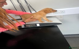 Labrador Retriever dogs for sale: male labrador boy ready for his forever home - Image 11