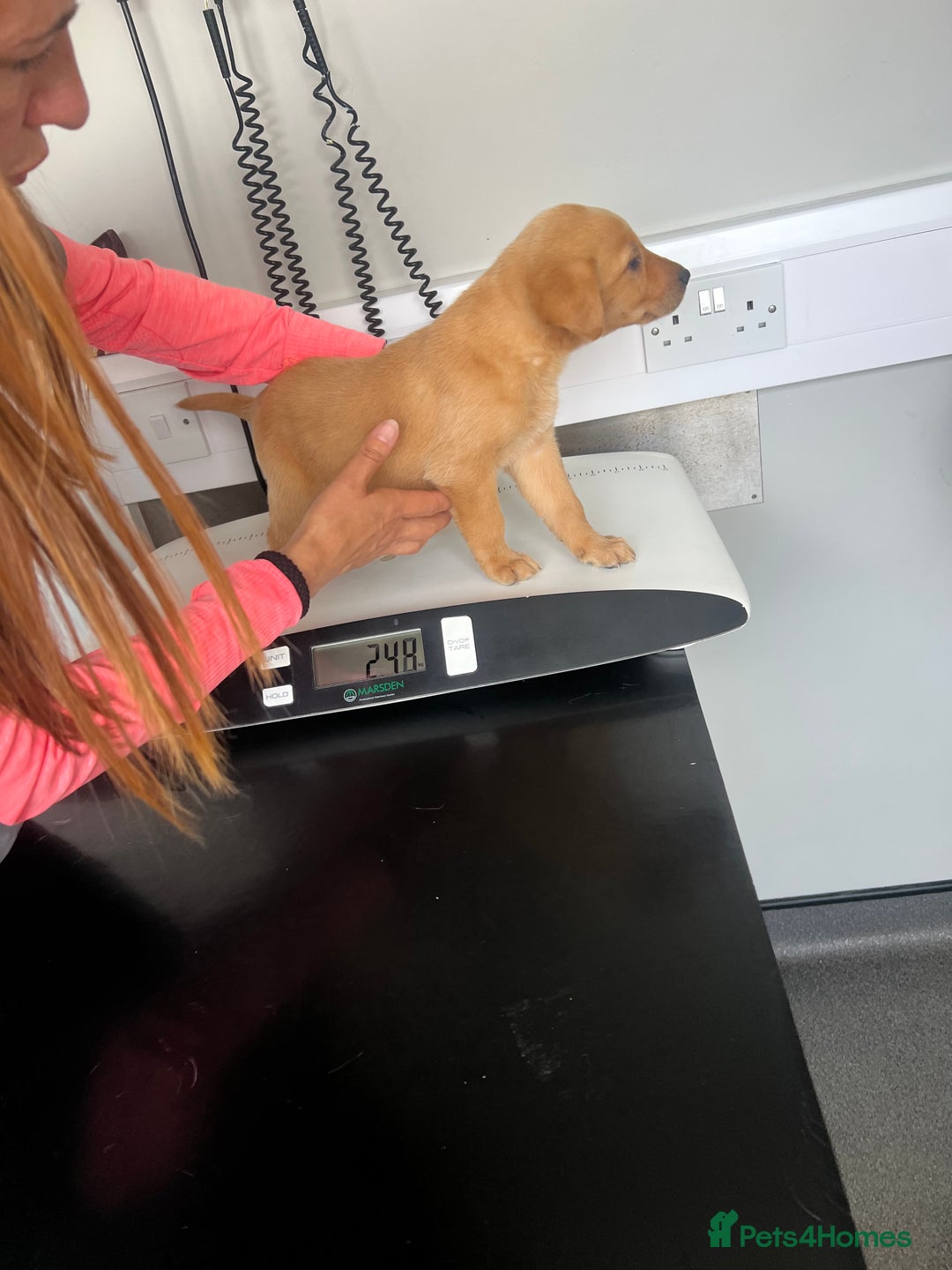 Labrador Retriever dogs for sale: male labrador boy ready for his forever home - Image 11