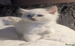 Ragdoll cats for sale: 💕💛GCCF Registered 💛💕Pedigree Ragdoll kittens - Image 4