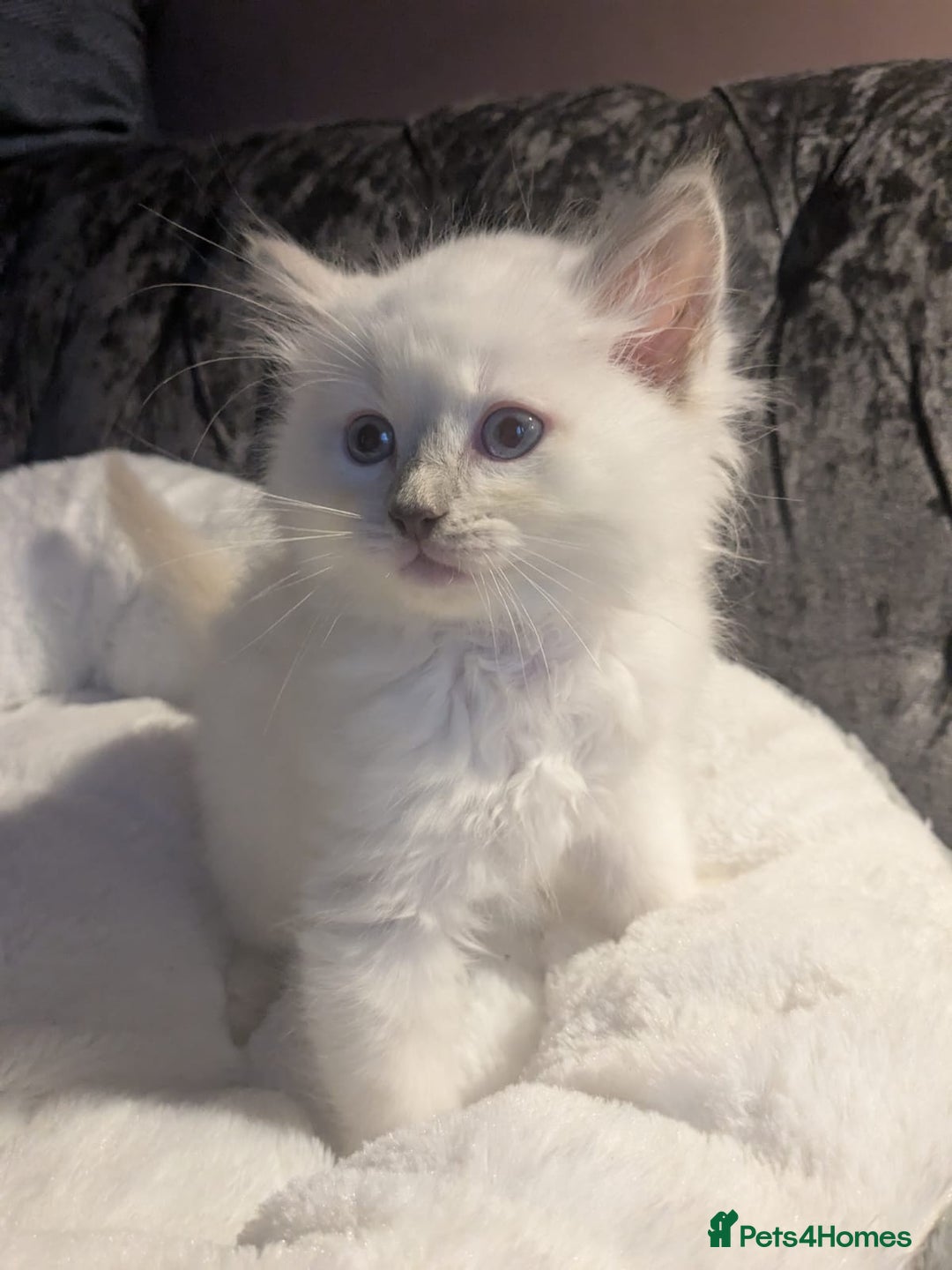 Ragdoll cats for sale: 💕💛GCCF Registered 💛💕Pedigree Ragdoll kittens - Image 4