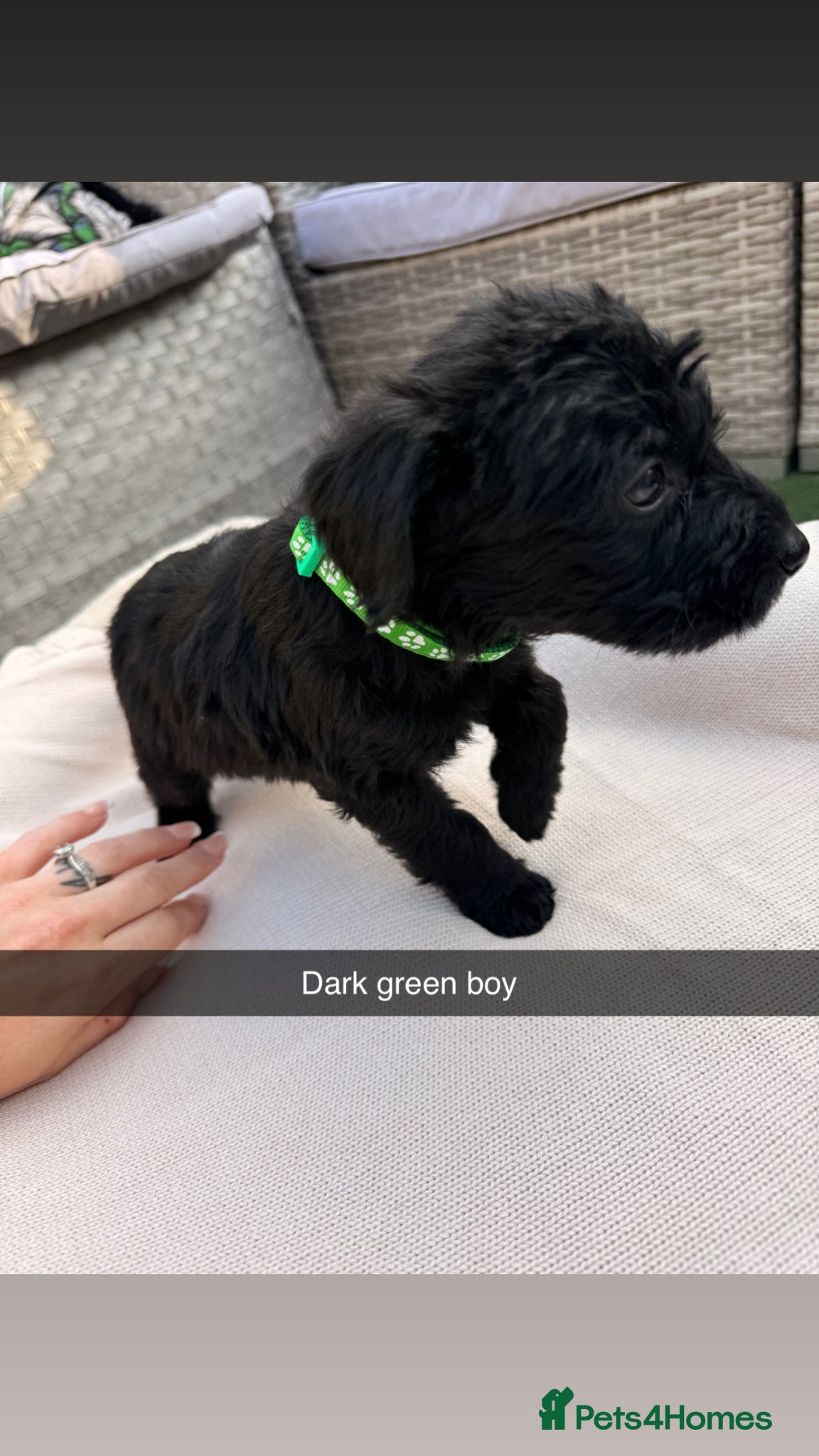 Mixed Breed dogs for sale: Whoodle puppies  - Advert 19