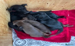 Patterdale Terrier dogs for sale: Gorgeous patterdale pups for sale  - Image 15