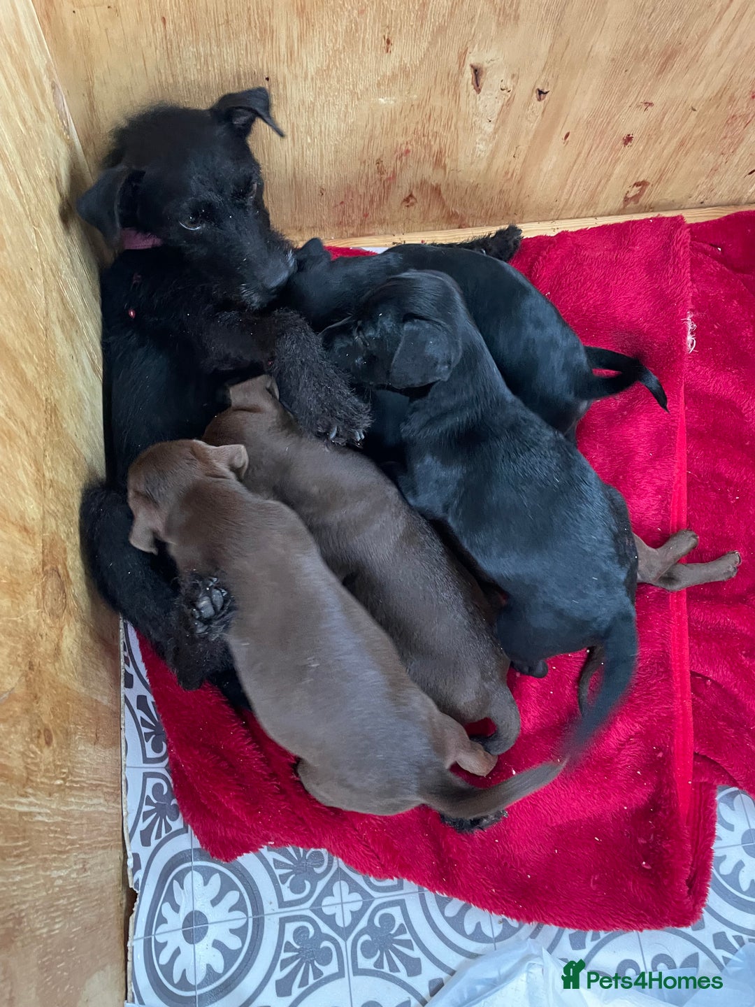 Patterdale Terrier dogs for sale: Gorgeous patterdale pups for sale  - Image 15