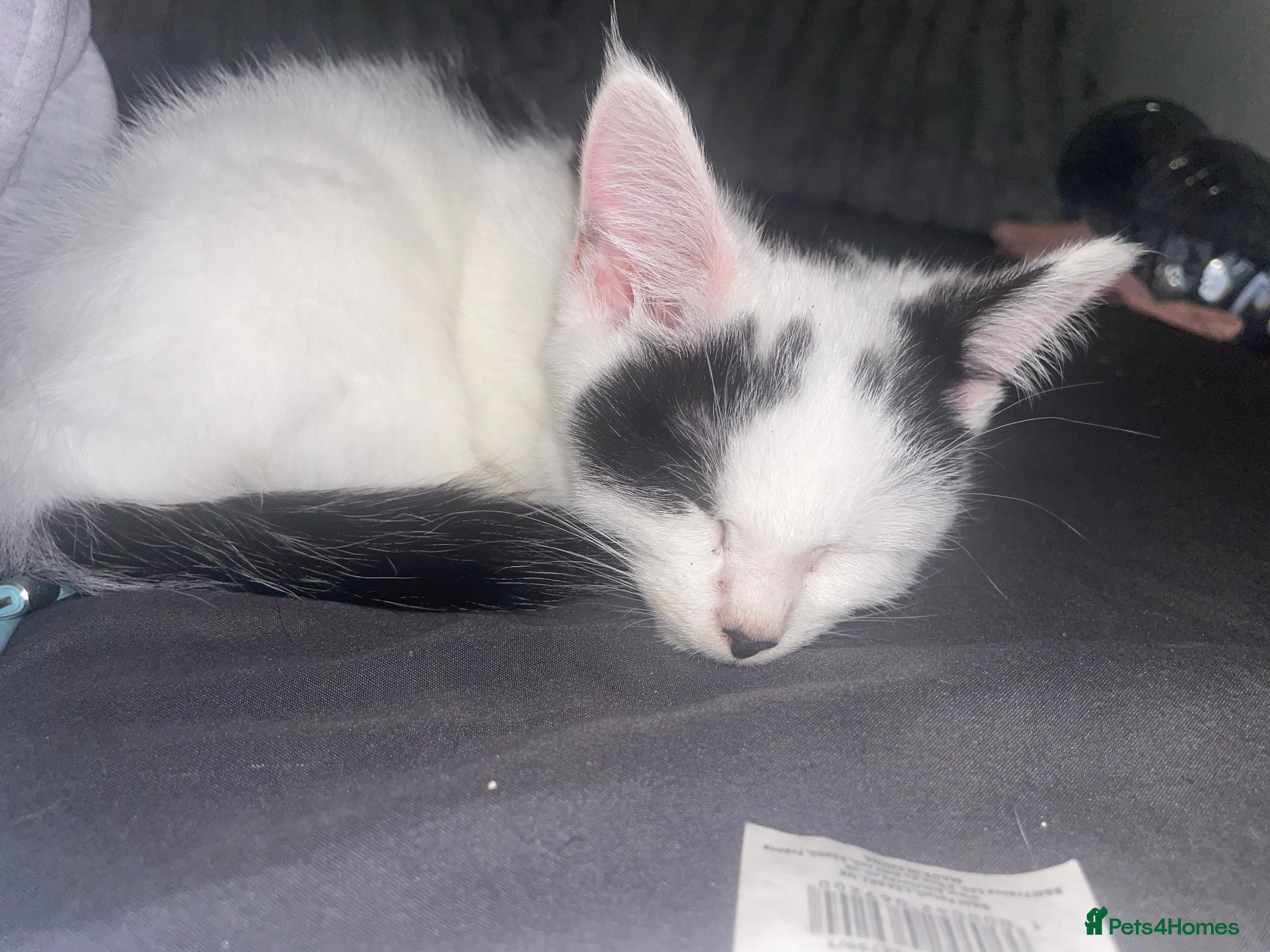 Mixed Breed cats Kittens ready for their forever home  - Advert 1