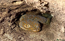Gecko reptiles for sale: 1.1 Breeding Pair of Tokay Geckos w full set up. - Image 1
