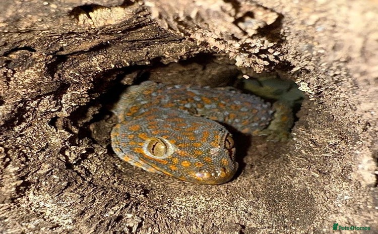 Gecko reptiles - Advert 2