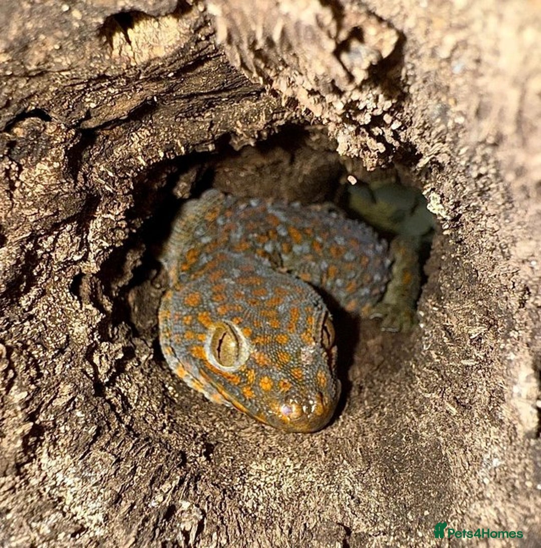 Gecko reptiles for sale: 1.1 Breeding Pair of Tokay Geckos w full set up. - Image 1