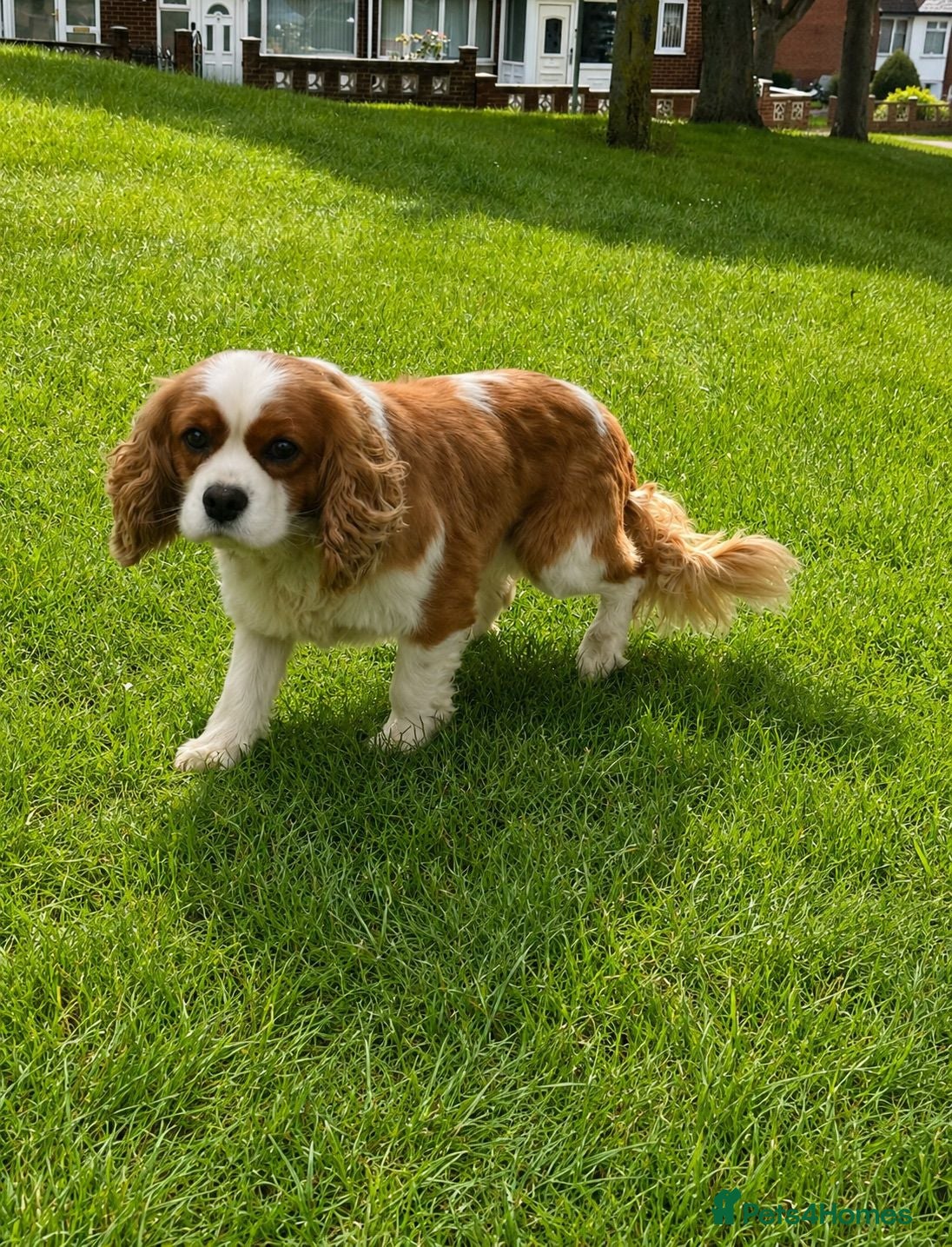 Cavalier King Charles Spaniel dogs CAVALIER KING CHARLES MALE DOG 3YRS  - Advert 2
