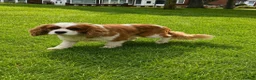 Cavalier King Charles Spaniel dogs for sale: CAVALIER KING CHARLES MALE DOG 3YRS  - Advert 2