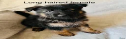 German Shepherd dogs for sale: Gorgeous German shepherd pups for sale  in Durham - Advert 9