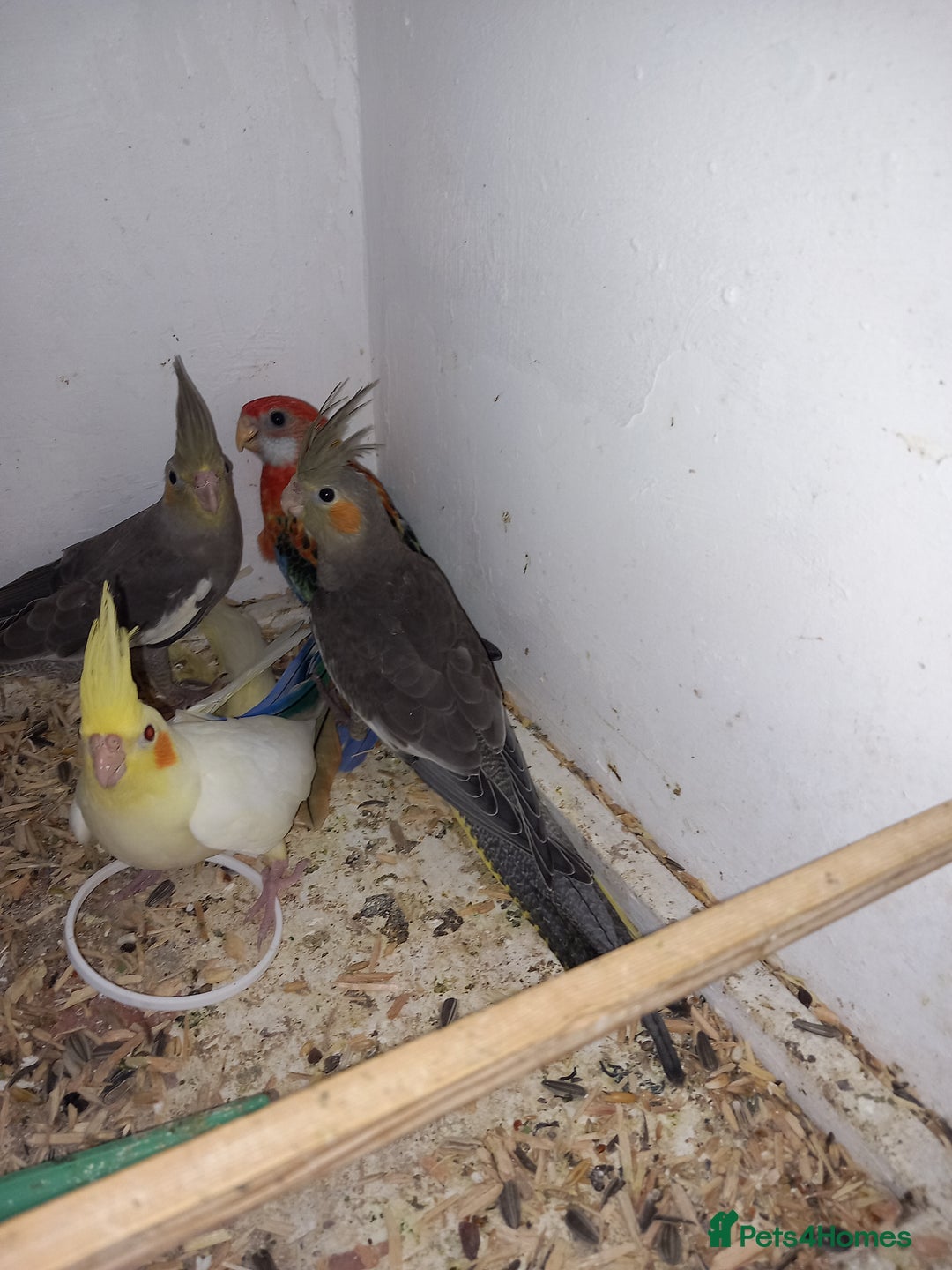 Cockatiels birds for sale: Golden Manyel Rossela  - Image 2