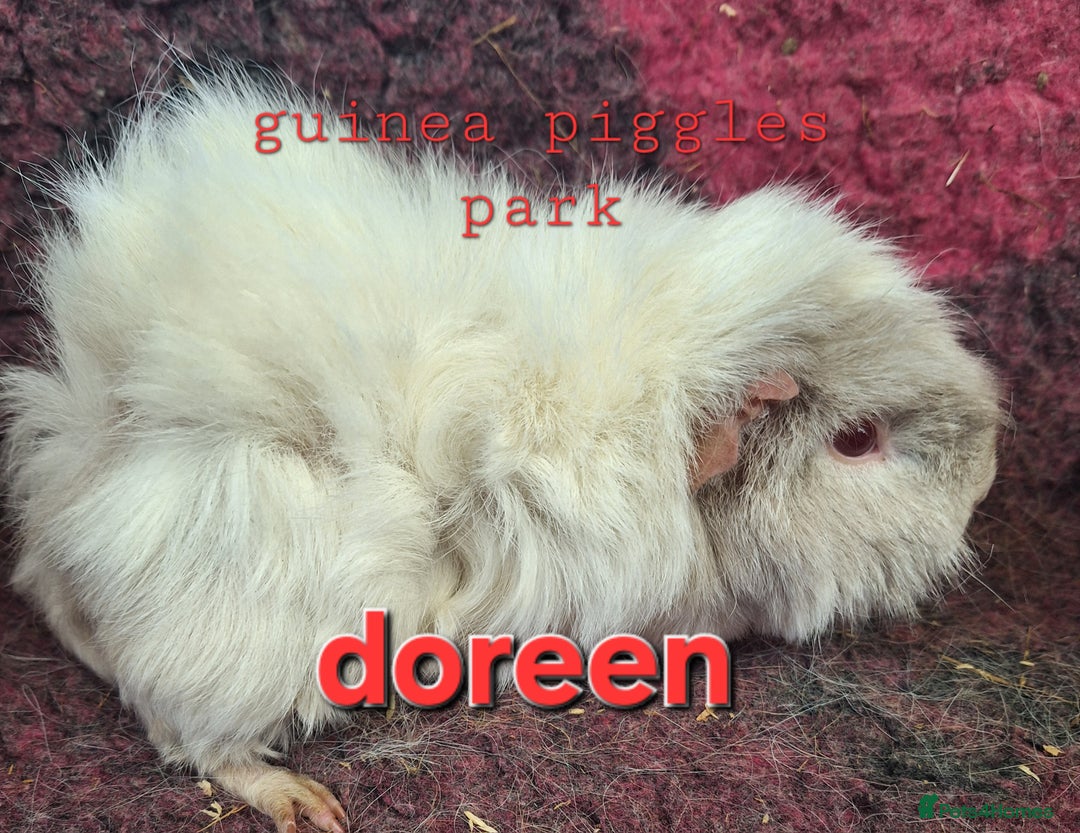 Guinea Pig rodents for sale: Female guinea pig babies in Saltburn-by-the-Sea - Image 6