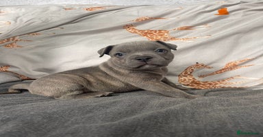 Staffordshire Bull Terrier dogs - Advert 3