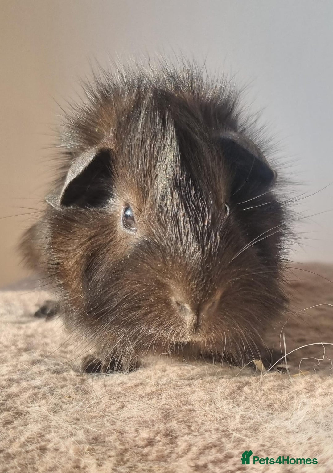 Guinea Pig rodents for sale: beautiful pair of friendly boys - Advert 5