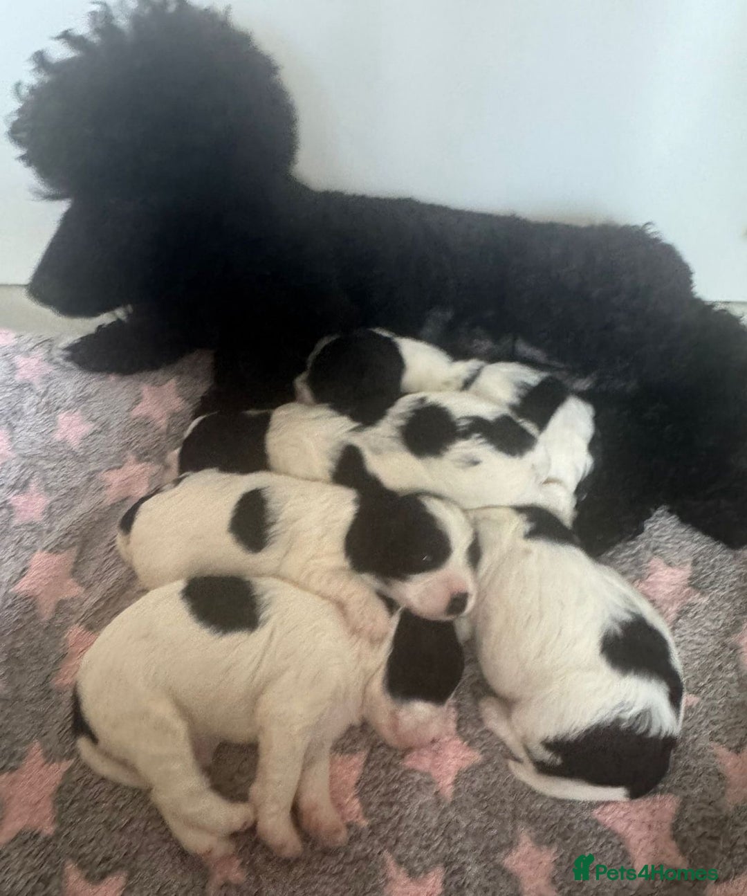 Cavapoo dogs for sale: Beautiful Parti ( black and white ) cavapoos  - Advert 2