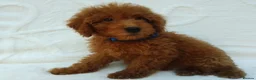 Miniature Poodle dogs for sale: Miniature poodle puppies. in Sevenoaks - Advert 6