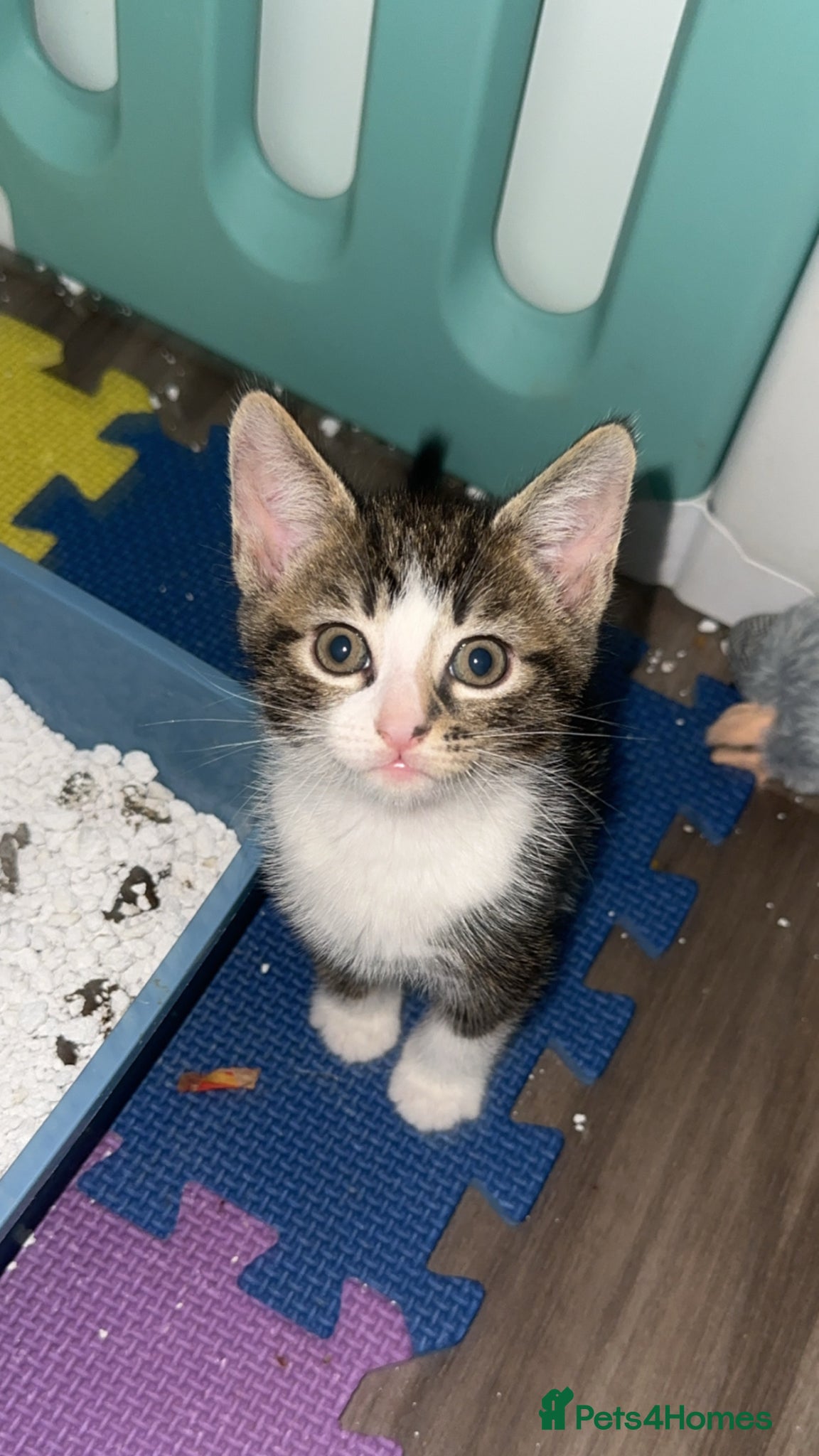 Mixed Breed cats Very friendly 3 boy kittens LITTER TRAINED - Advert 14